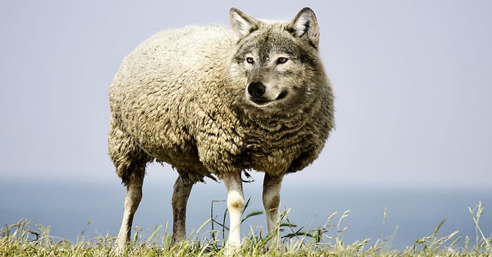 wolf-in-sheep-skin---resized